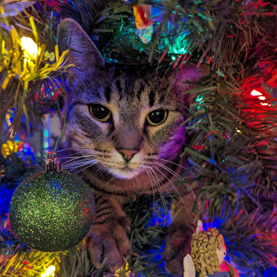 Teddy's cat Stella, in a Christmas tree